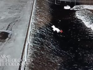 La volpe misteriosa del Colosseo si rivela dopo anni di fughe eluse: “Finalmente la vediamo”