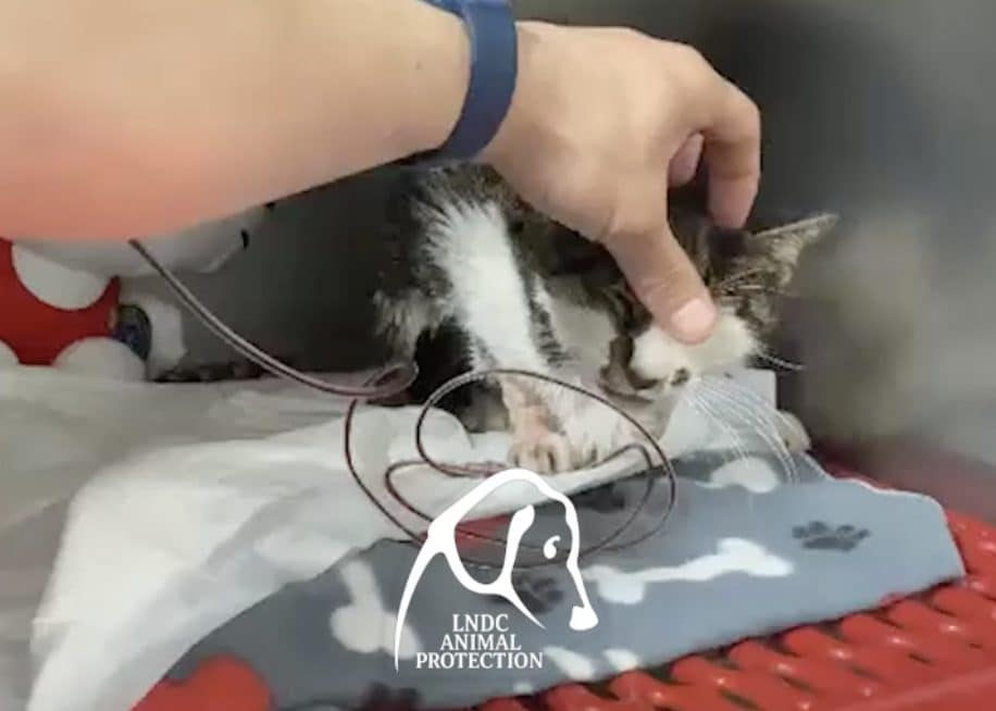 Rosi durante la trasfusione di sangue