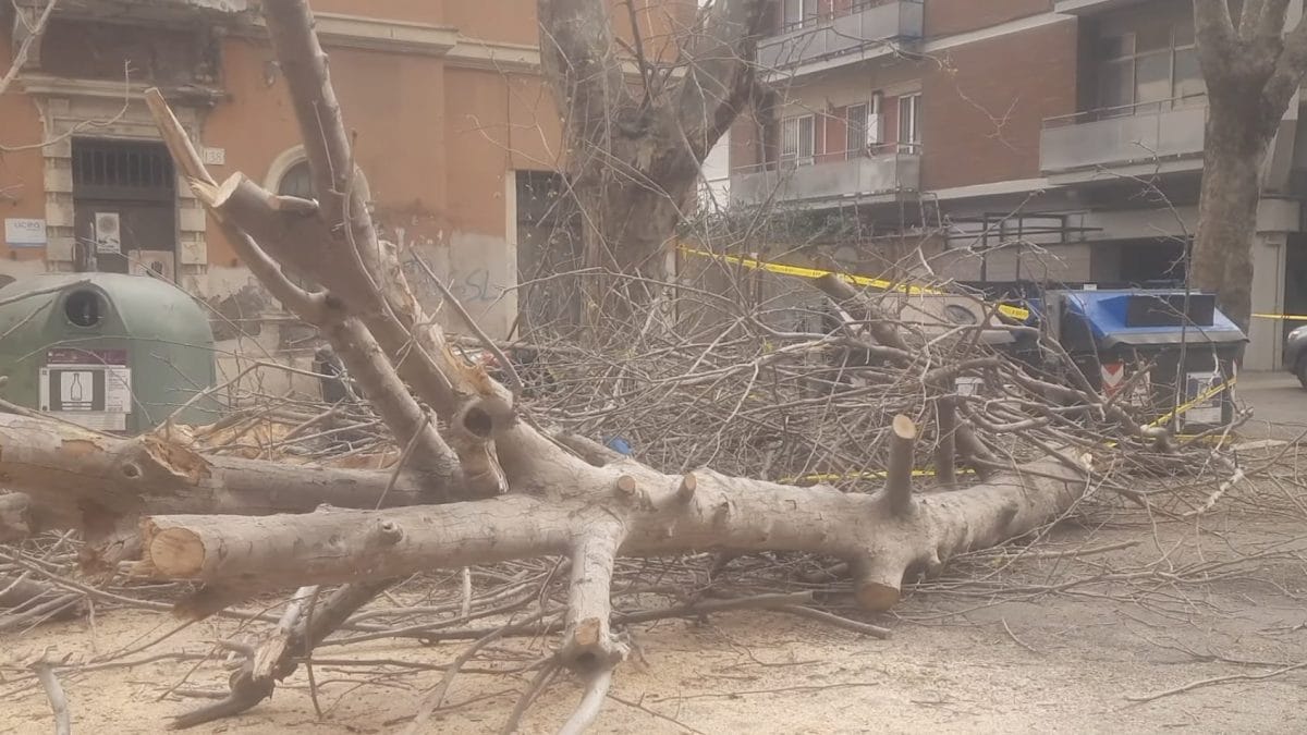 L’albero caduto a Ostia, foto dal gruppo di quartiere Ostia Informa.
