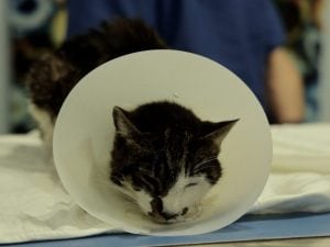 Come sta la gattina Rosi stuprata a Roma: combatte, le trasfusioni di sangue la aiutano