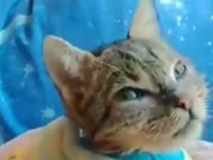 Non solo Rosi: la gattina Elettra colpita come un pallone a Roma, morta dopo 8 mesi d’agonia