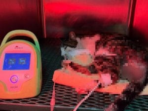 Gattina gravissima al Parco di Tor Tre Teste: è stata stuprata, ha i genitali distrutti