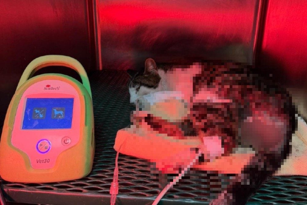 La gattina in convalescenza