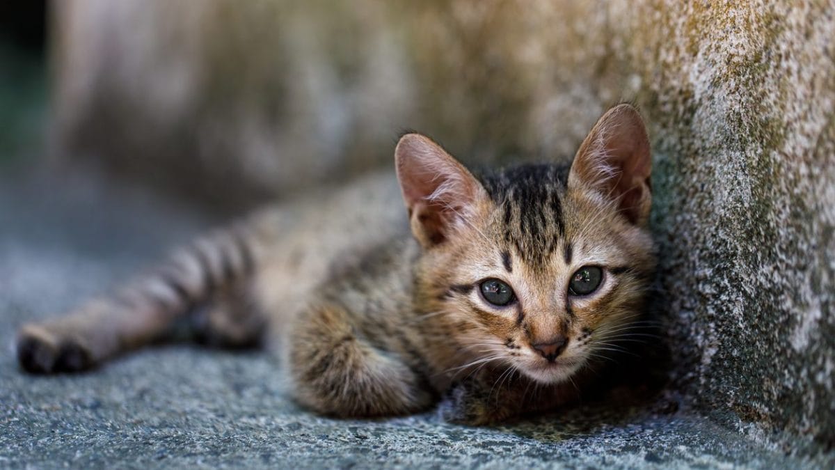 Immagine di repertorio (iStock)