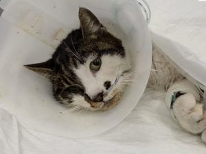 Gattina Rosi stuprata a Roma: rischia di morire, ha bisogno urgente di una trasfusione