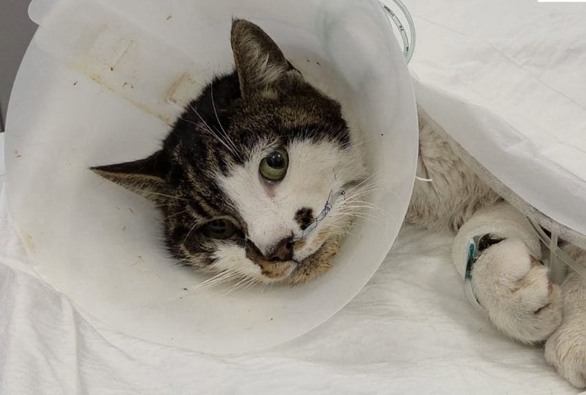 Shoccante violenza a Roma: gattina Rosi stuprata, rischia la morte senza trasfusione urgente