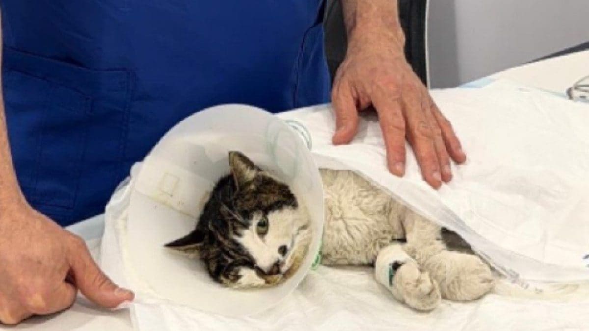 La gattina Rosi col sondino