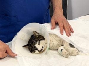 Rosi, la gattina stuprata a Roma, non è fuori pericolo: “Sta lottando con tutte le sue forze”