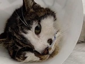 L’avvocato spiega cosa rischia chi ha stuprato la gattina: “Non c’è un reato specifico, è maltrattamento”