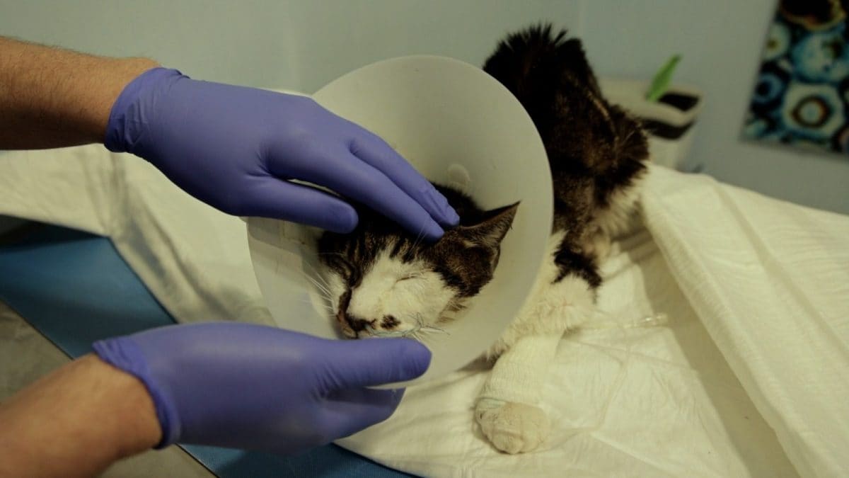 La gattina Rosa nella clinica veterinaria.