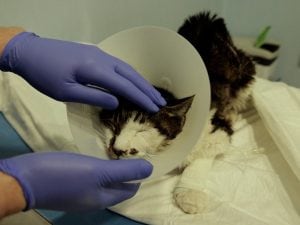 Non solo la gattina Rosi abusata a Tor Tre Teste: nella stessa zona di Roma scomparsi altri randagi