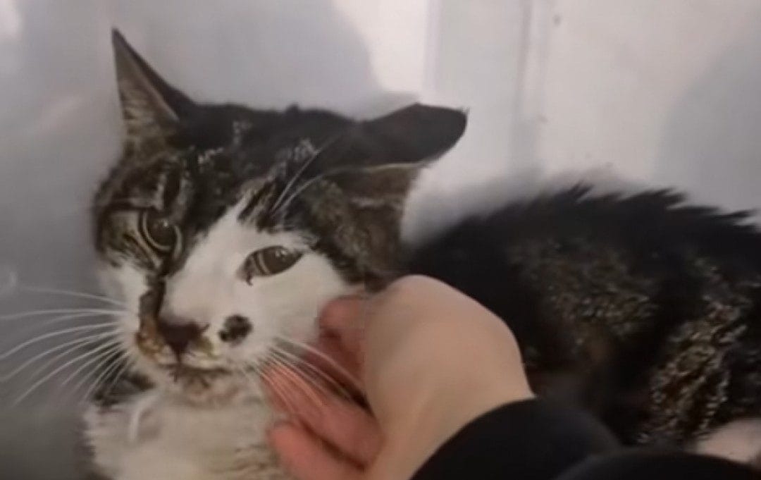 Shock a Roma: gattina violentata, Enpa denuncia il responsabile come pericolo sociale