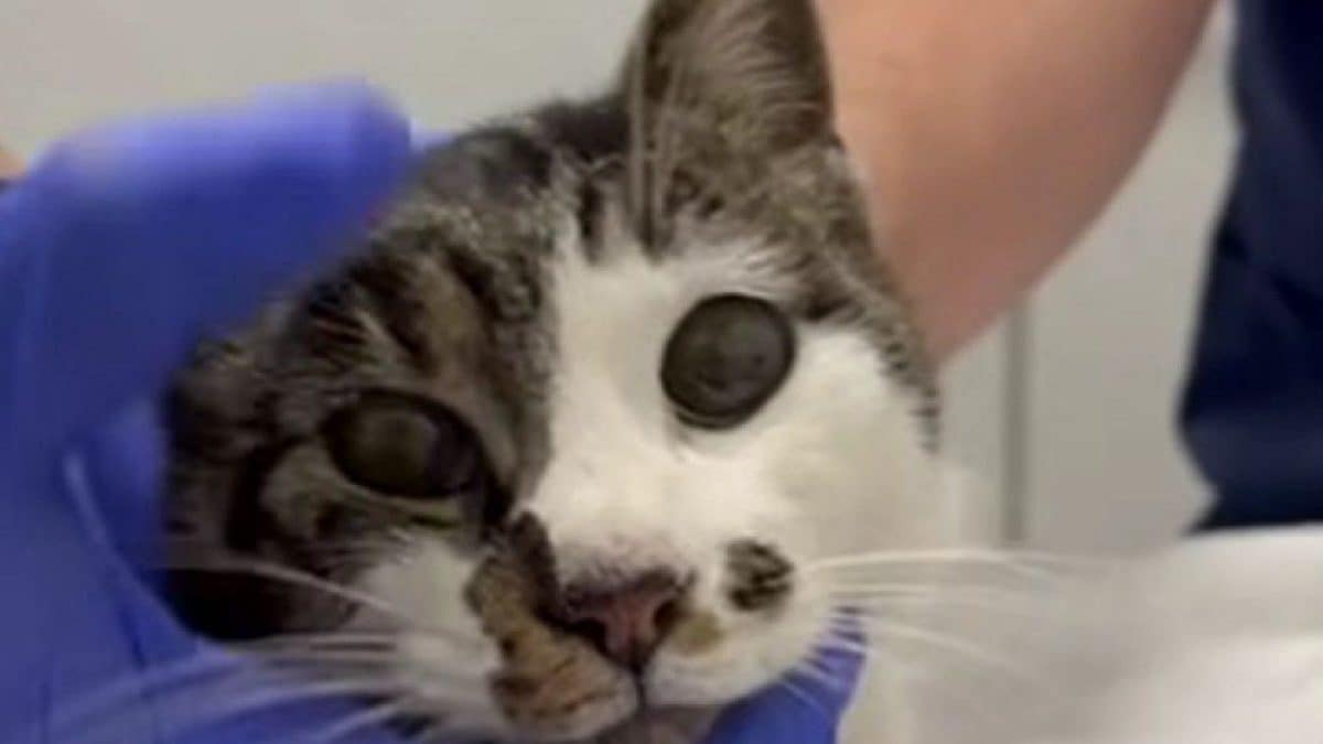 Rosi, la gattina stuprata