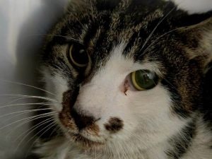 Gattina stuprata a Roma: caccia al responsabile. L’appello dei volontari: “Chi ha visto parli”