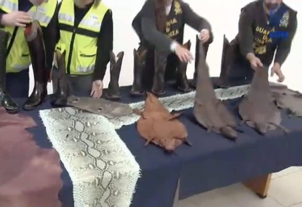 Gli stivali di pelli di rettili, pelle grezza di pitone e coccodrillo