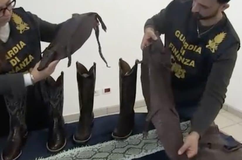 Roma, allarme per il traffico di stivali in pelle di coccodrillo a rischio estinzione: un colpo all'alta modaurbana