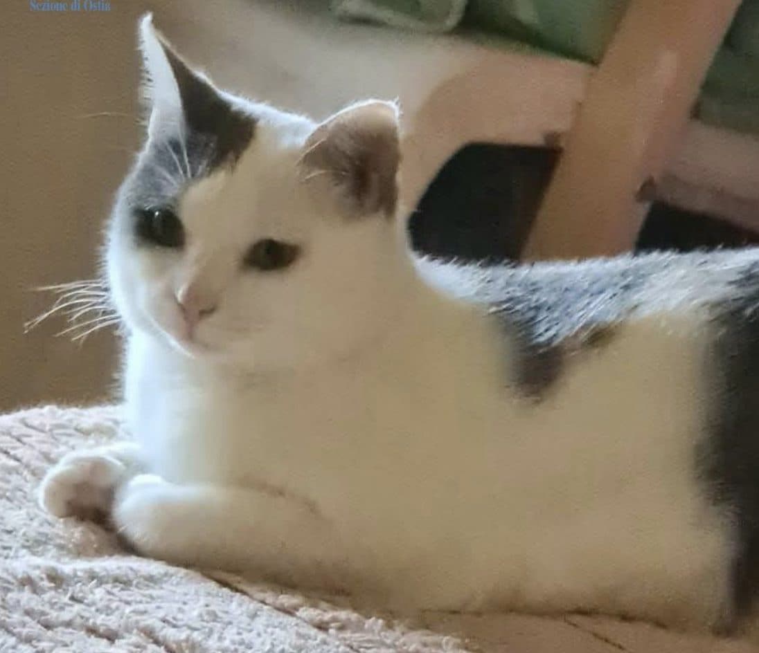 La gattina Ziva, che con il suo sangue ha salvato Rosi