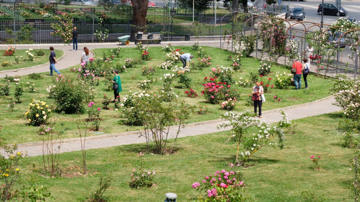 Il roseto comunale di Roma, adiacente al Circo Massimo