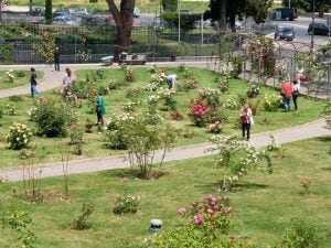 Riapre il Roseto Comunale di Roma: oltre mille varietà di rose e ingresso gratuito dall’11 aprile