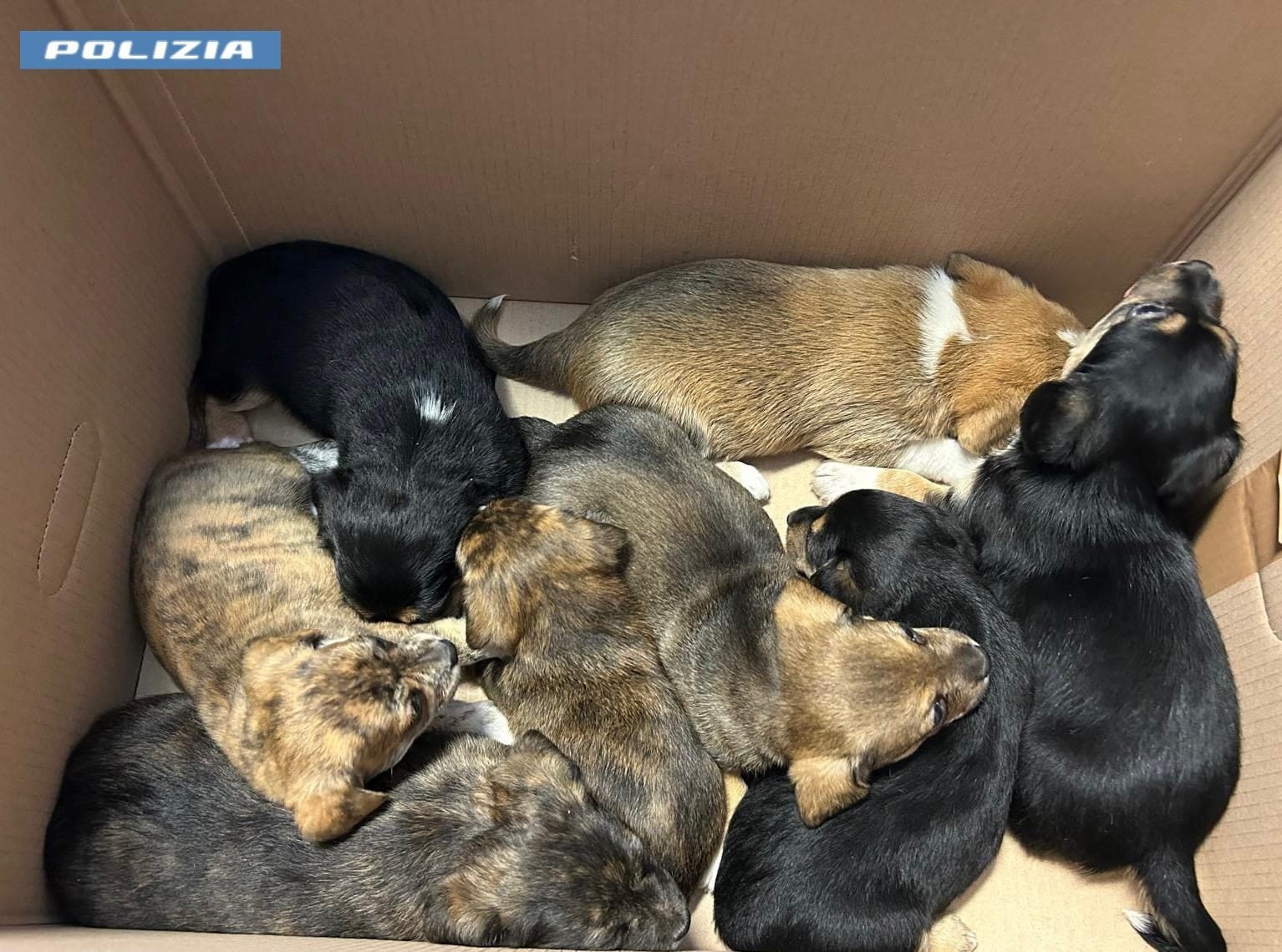 Paura a Monteverde: otto cuccioli rinchiusi in busta su un bus, salvati dalla polizia roma.
