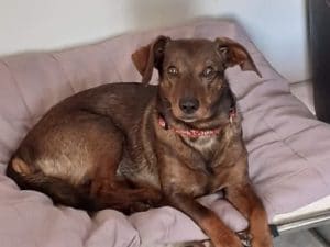 A Focene due pitbull uccidono un cane: erano già stati sequestrati dopo un’aggressione ad una 24enne