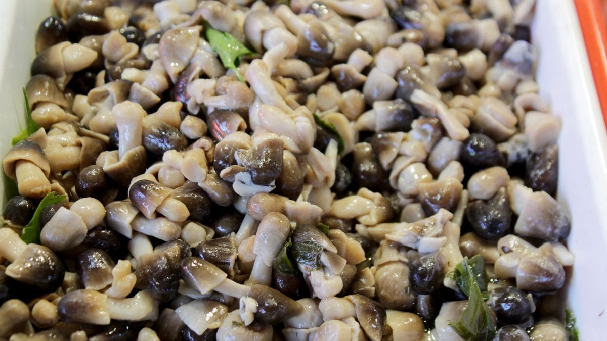 Funghi chiodini (Immagine di repertorio Getty Images)