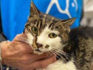 La gattina Rosi è salva e ha già una famiglia: centinaia le richieste, l’appello è adottare altri mici