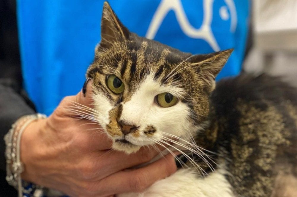 A Roma, il salvataggio di Rosi emoziona: centinaia pronti a salvare altri gattini abbandonati