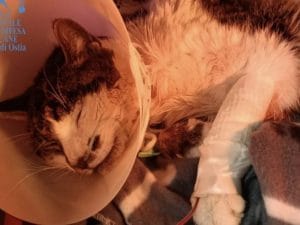 Gattina Rosi violentata nel parco a Roma, il veterinario: “Sta meglio, oggi i risultati delle analisi”