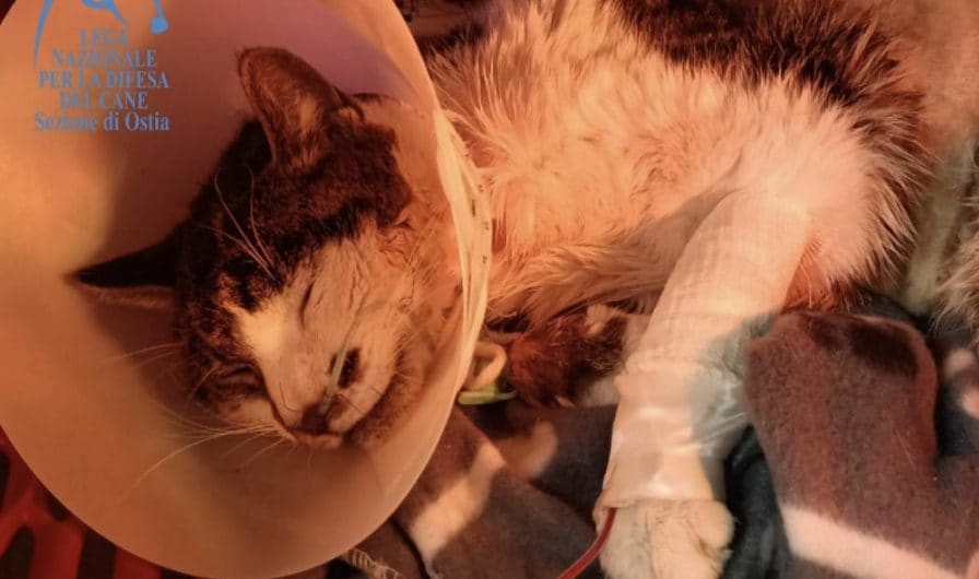 Tensione a Roma: gattina Rosi dopo la violenza, oggi i risultati chiave del veterinario