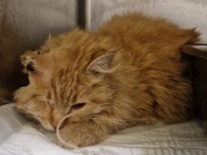 Il gatto Odino amputato alle zampe, il veterinario: “Legato con una corda, i tessuti erano in necrosi”