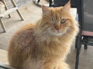 Il gatto Odino maltrattato con orecchio bruciato e zampe legate strette: hanno dovuto amputarle