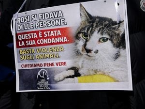 Roma, il quartiere Tor Tre Teste scende in piazza per la gattina abusata Rosi: “Non restiamo in silenzio”