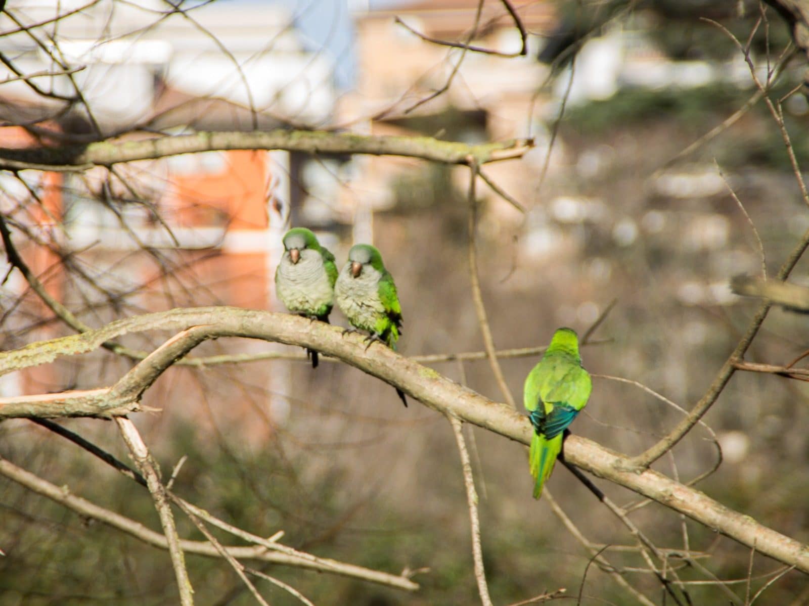 Allarme a Roma: i parrocchetti verdi invadono il Colosseo ormai giornaliero