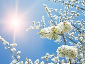 Previsioni meteo a Roma e nel Lazio per l’11 e il 12 aprile: sole e temperature miti, lunedì torna pioggia