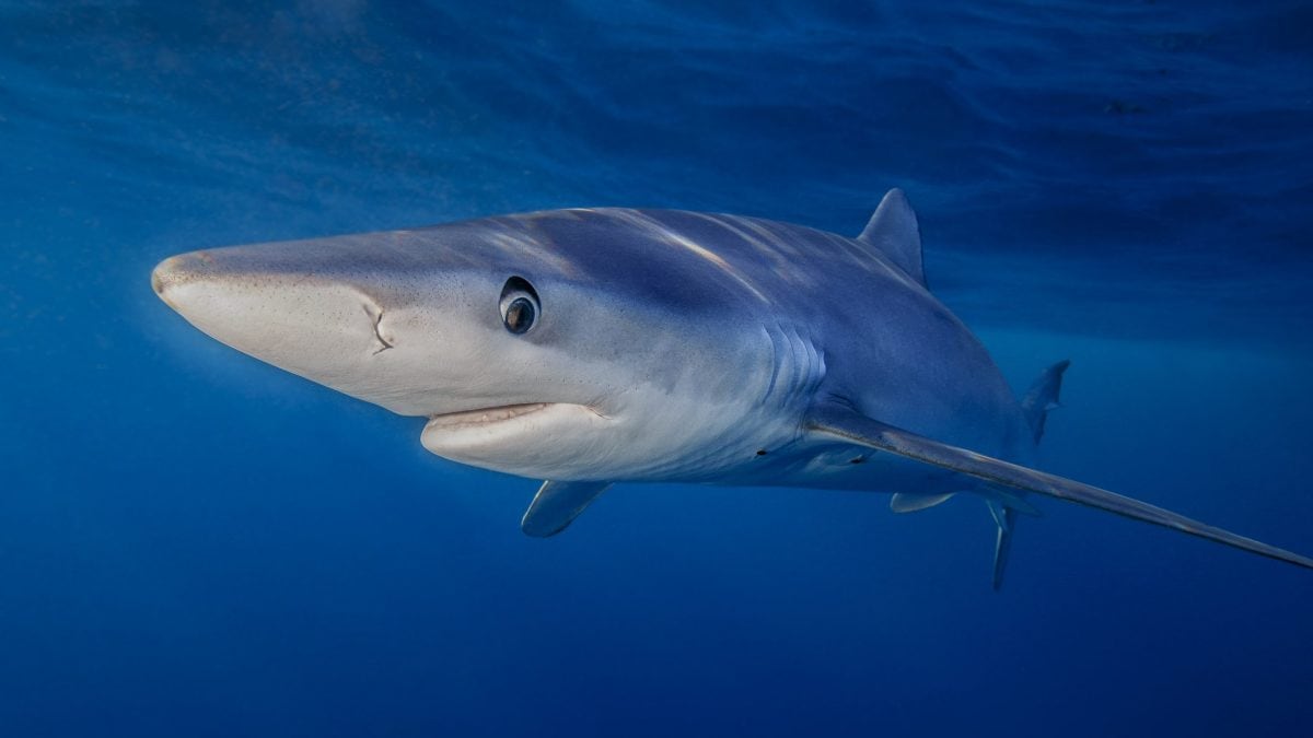 Squalo verdesca (Immagine di repertorio iStock)