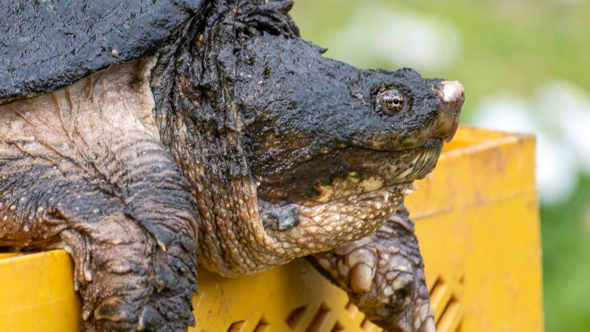 Una tartaruga azzannatrice (Foto di Andrea Centini)