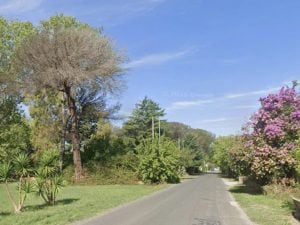 Ostia, pino crolla su auto in corsa: mamma e bimbo di 4 anni estratti dalle lamiere, sono feriti