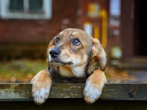 Due cagnoline prese a fucilate a Marcellina, indagano i carabinieri: “Lola è morta, Bianca lotta per vivere”