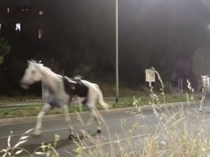 Cavalli in fuga alle prove del 2 giugno a Roma, verifiche su un vigile: quattro feriti e un animale abbattuto