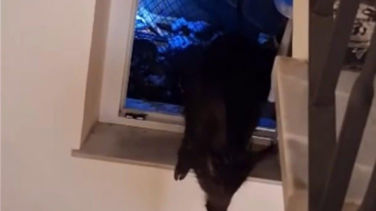 Il cinghiale femmina finito nell’intercapedine di una casa a Morlupo