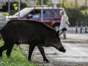 Cinghiali a Roma, firmato in Regione l’accordo con il Campidoglio: “Ridurre il numero di esemplari in città”