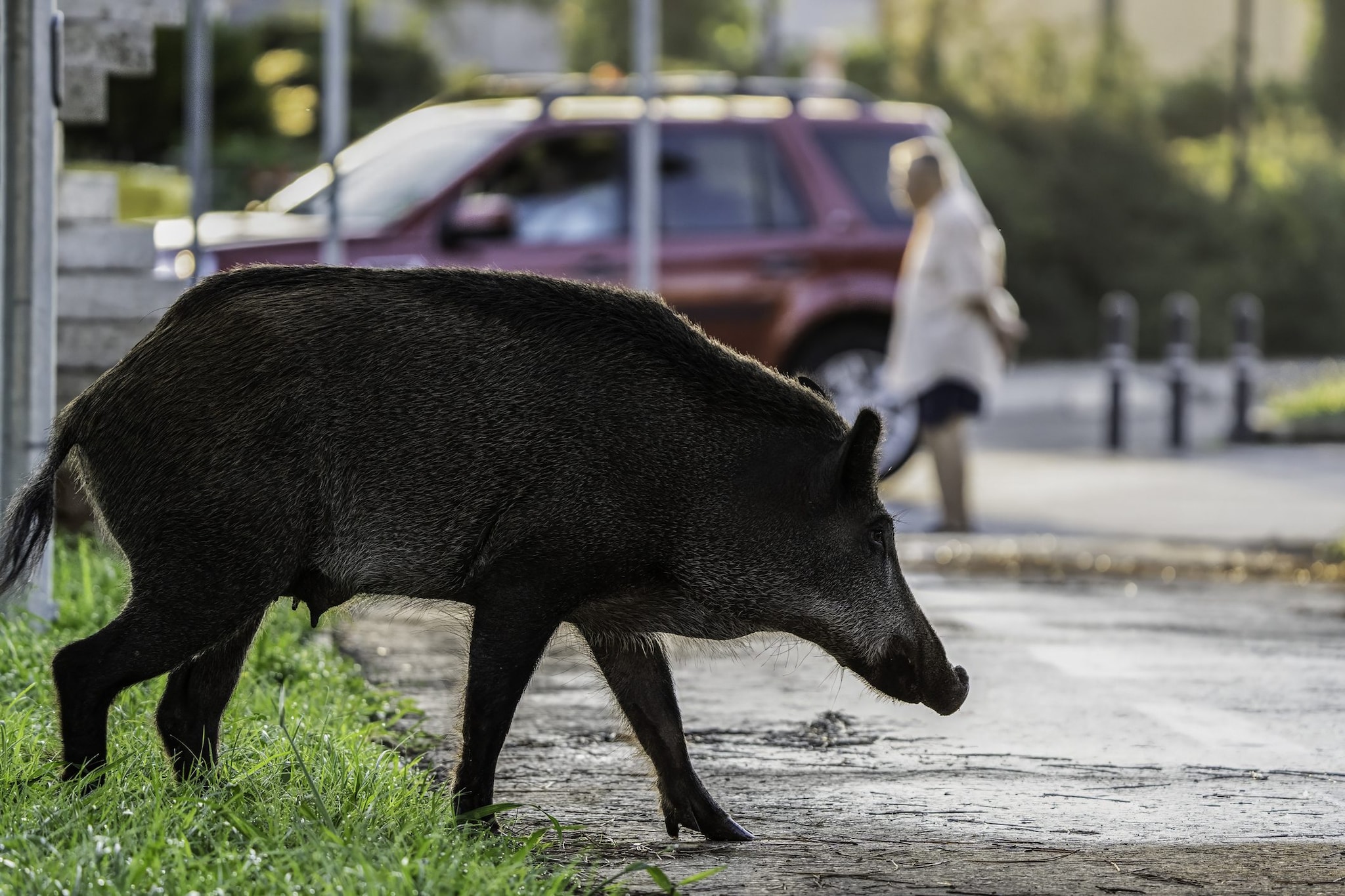 Cinghiali a Roma, accordo shock in Regione: la città sotto assalto deve ridurre gli esemplari!