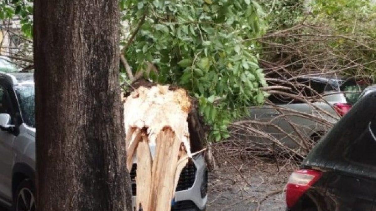 Un albero divelto dal maltempo a Centocelle