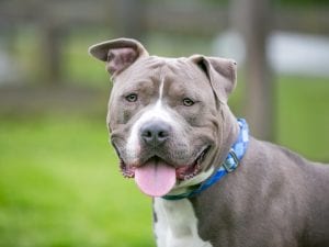 Bimbo morso da un pitbull mentre cammina con i genitori a Ponza: ferito gravemente, è in ospedale