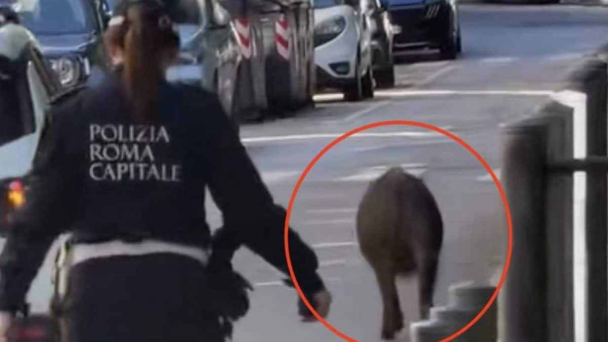 L’inseguimento del cinghiale da parte degli agenti a Prati.