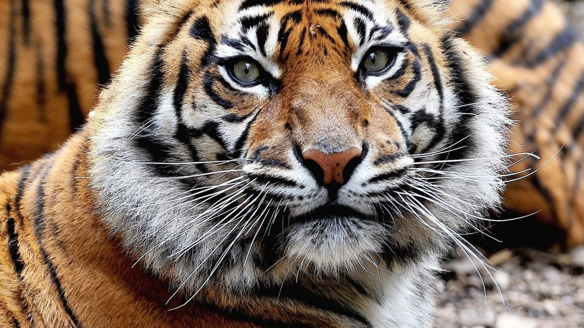 Tila, la tigre di Sumatra deceduta al Bioparco di Roma (foto da Bioparco)