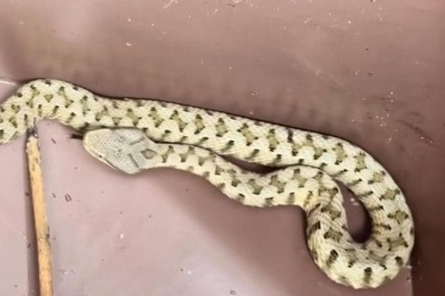 La vipera catturata da Lunerti