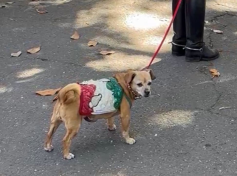 La mascotte Briciola