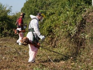 Roma, a giugno sfalci e potature su grandi strade: previste 